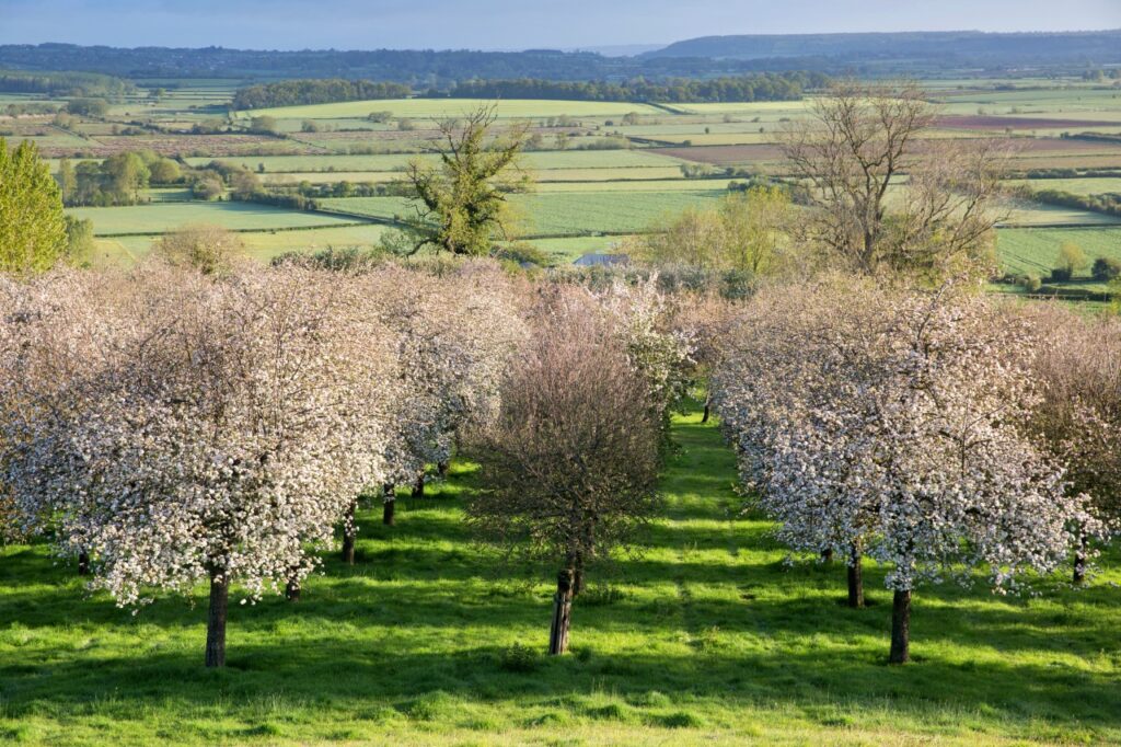 James Rich's orchard in Somerset, England