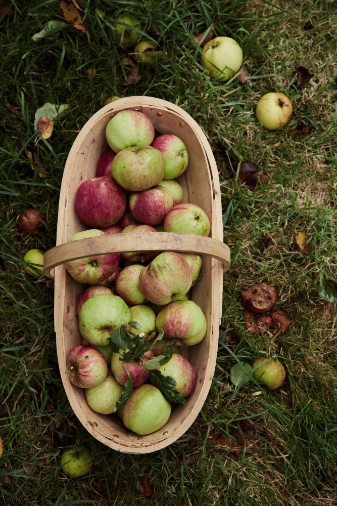 Apples in a wooden basket from the orchard 
