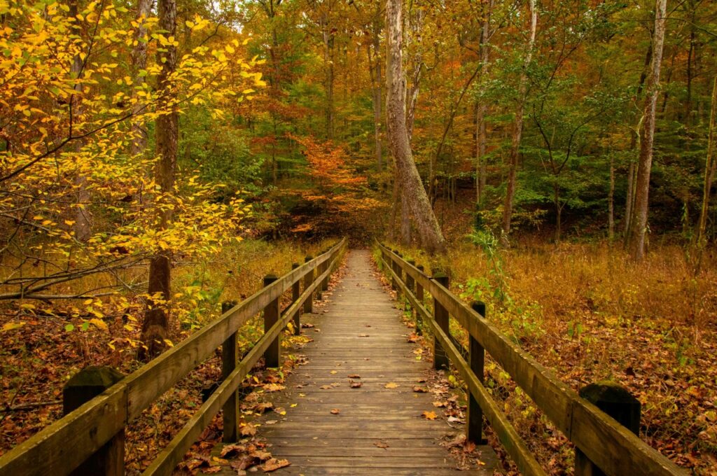 Trails at Brown County State Park