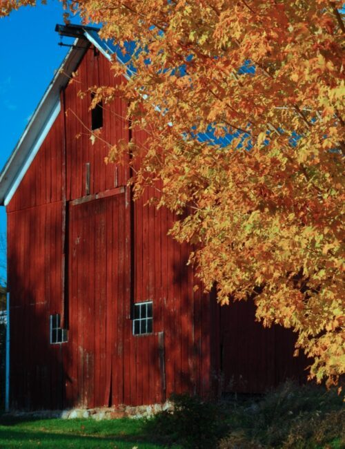Red barn surround by yellow fall leaves in New England