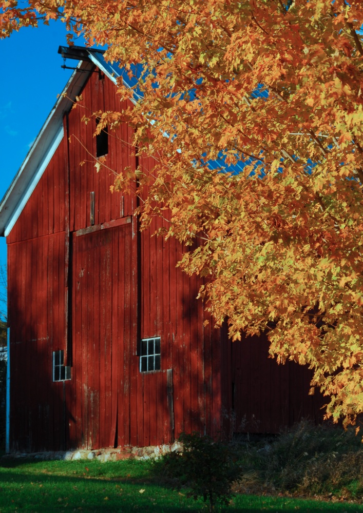 Red barn surround by yellow fall leaves in New England