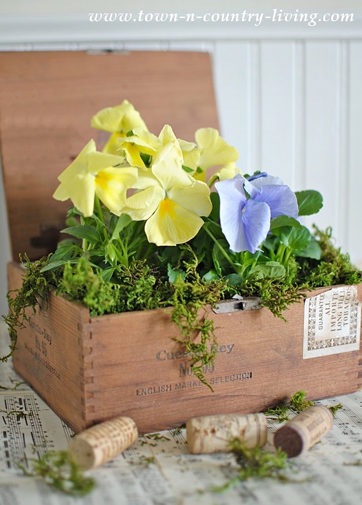Pansies planted in a cigar box