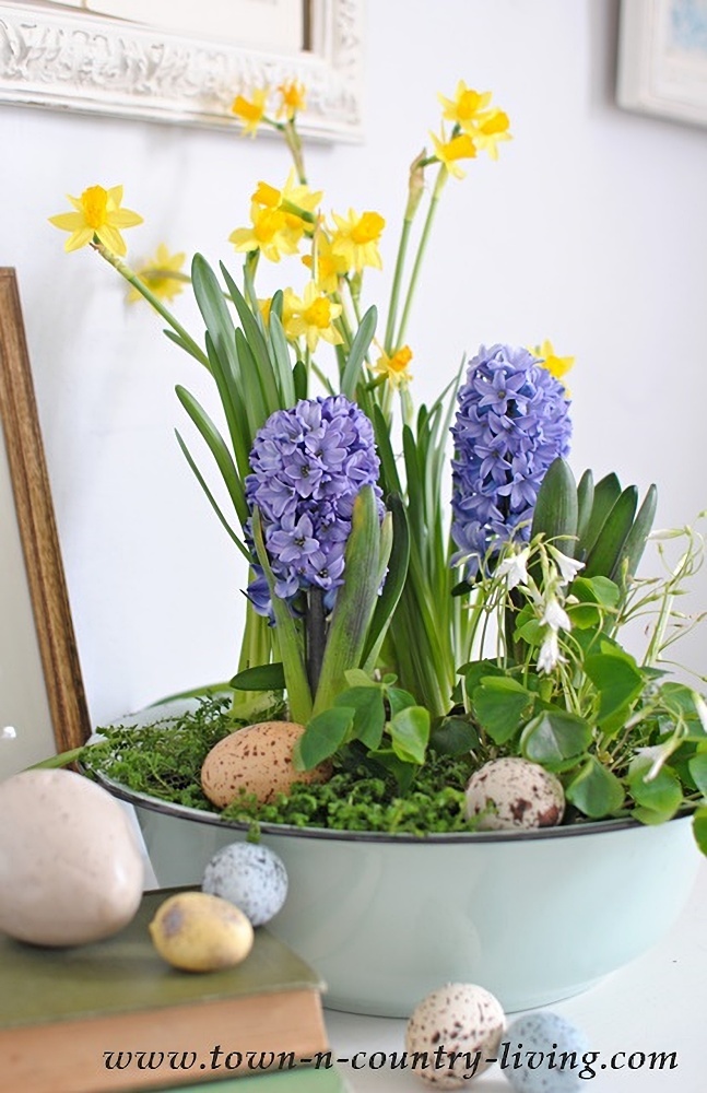 Collection of spring bulbs indoors