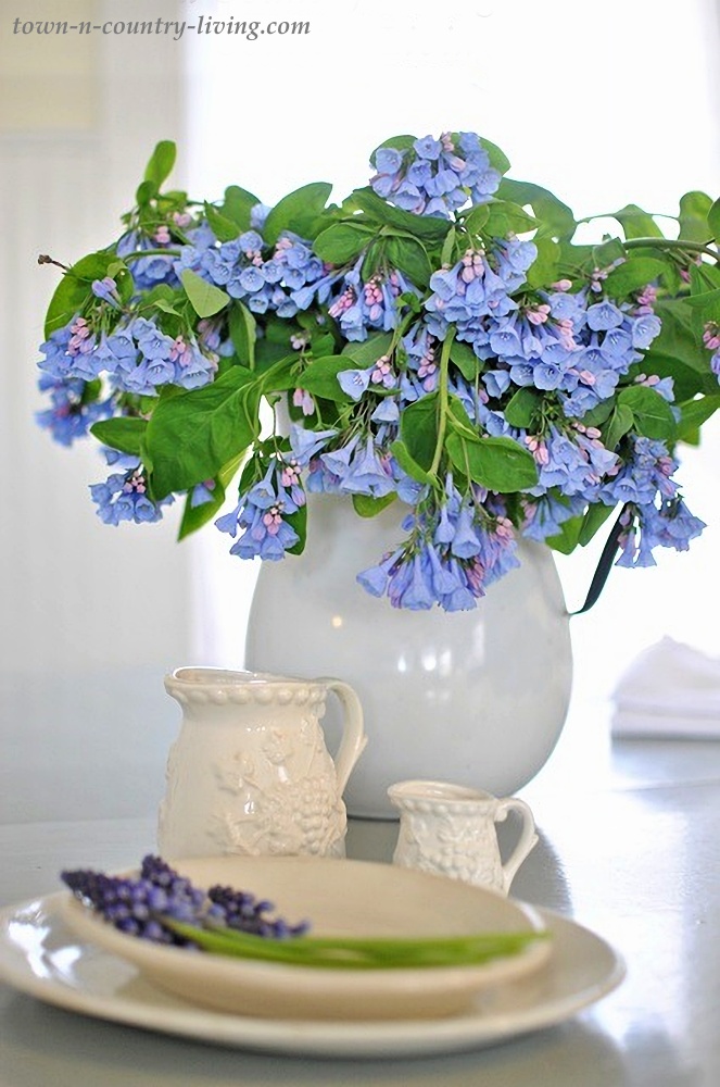 Virginia Bluebells - spring blooms