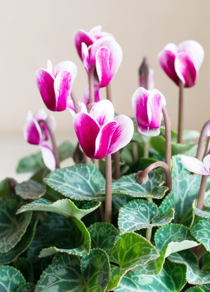 potted pink cyclamen