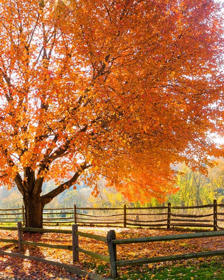 Fall Foliage, Home Tours, and Curtain Options: Friday Finds - Town ...