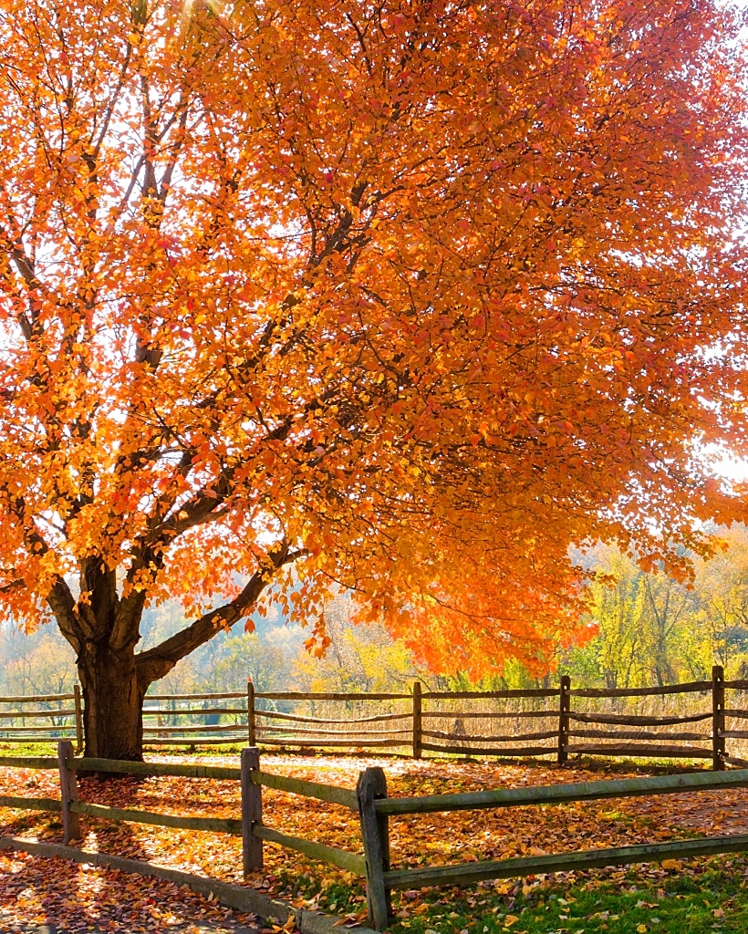 fall photo - colorful tree and split rail fence