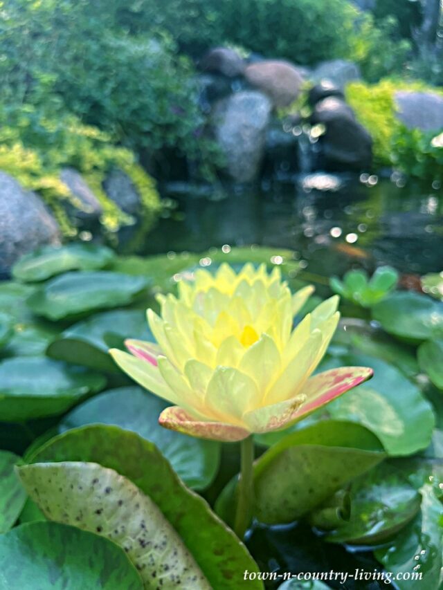View of My Koi Pond with Waterlilies: The Ultimate Hidden Backyard Oasis