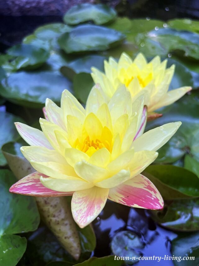 My Koi Pond with Waterlilies: The Ultimate Hidden Backyard Oasis