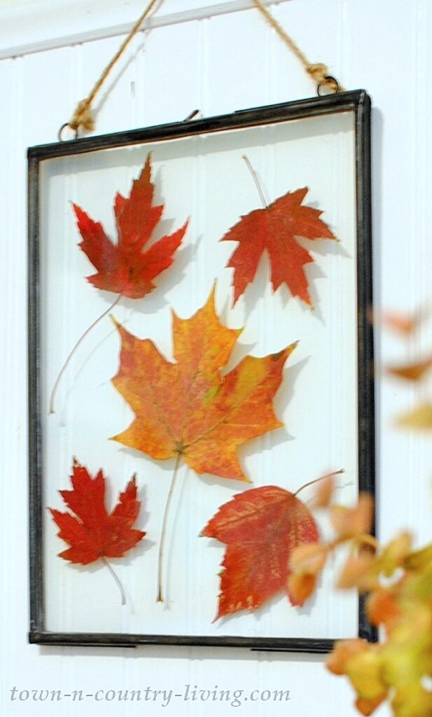 pressed fall leaves