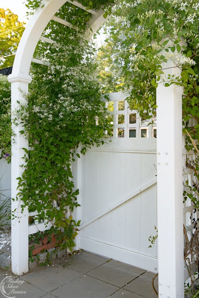 Sweet Autumn Clematis