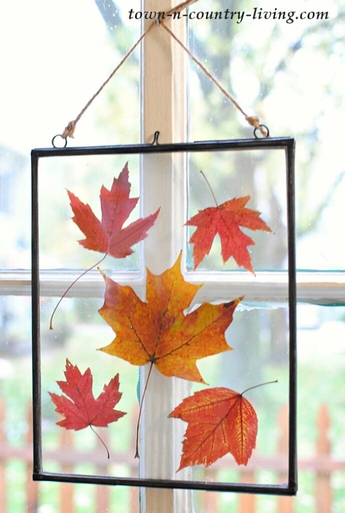 pressed fall leaves