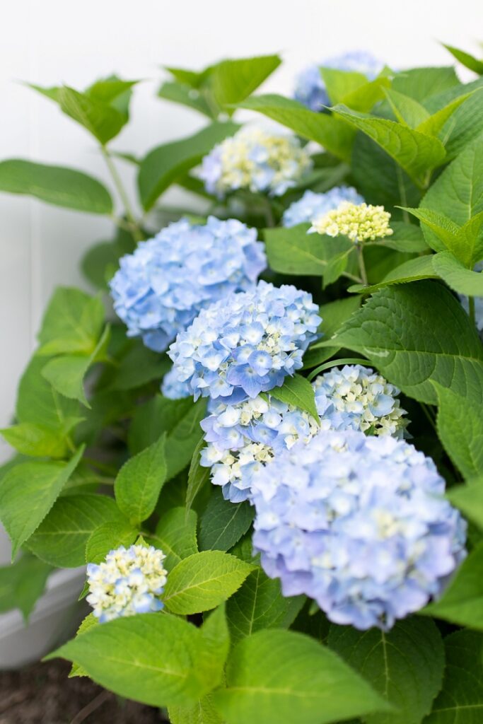 blue hydrangeas