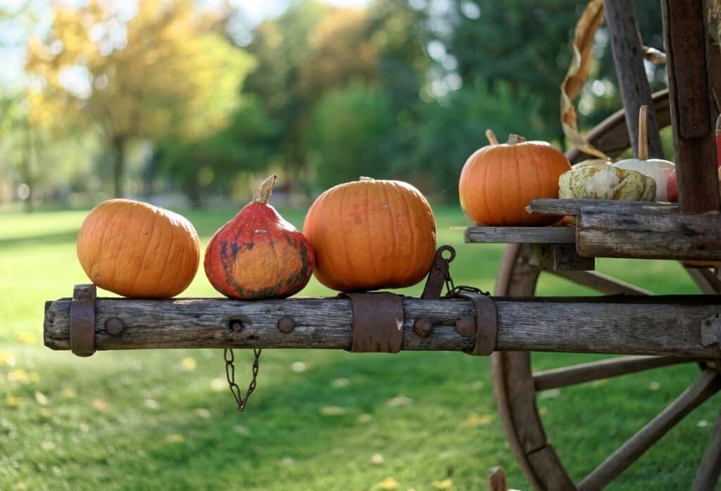 Wagon with pumpkins perched on it