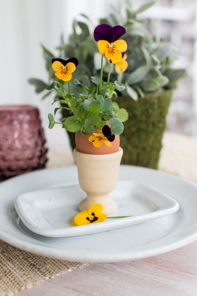 pansies in eggshells