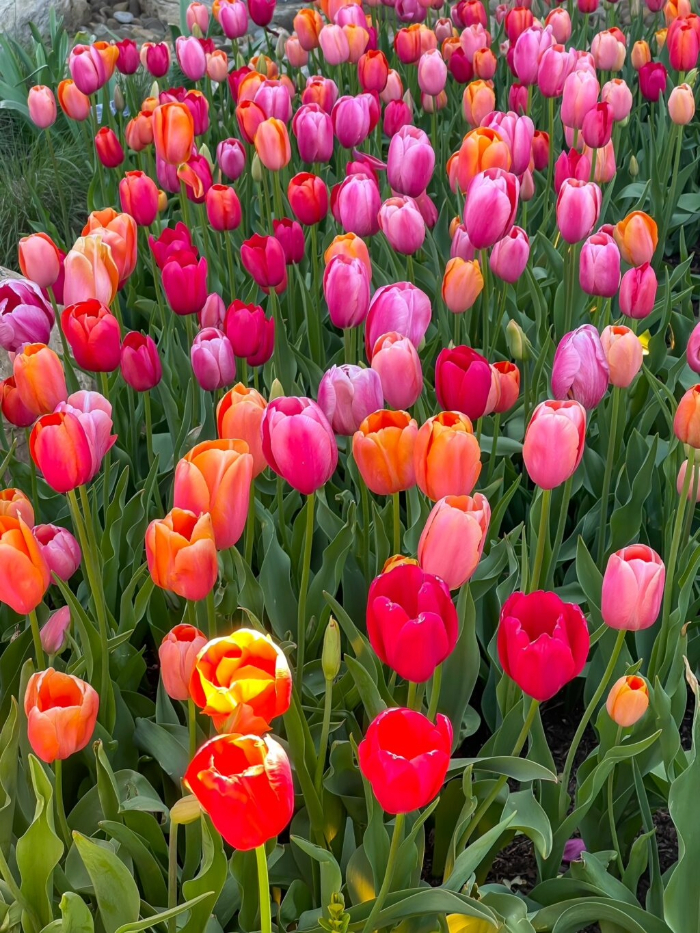 spring tulips