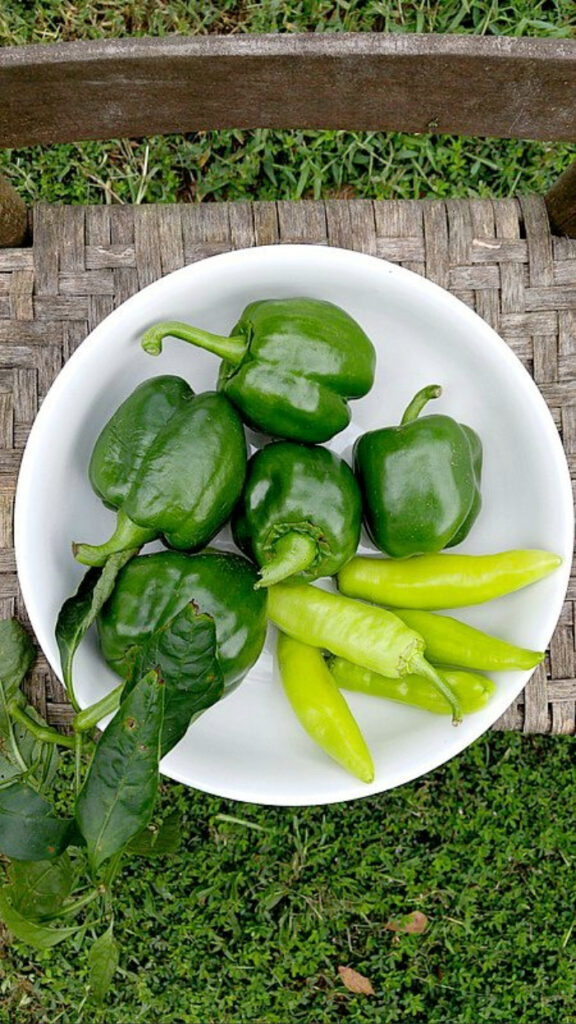 stuffed peppers