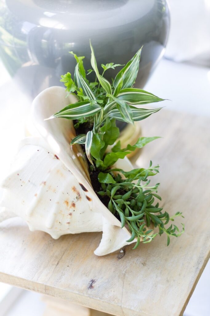 shell planter