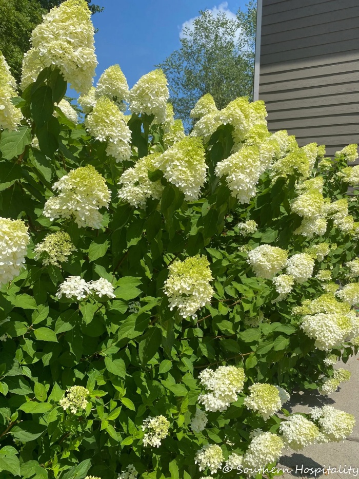 limelight hydrangeas