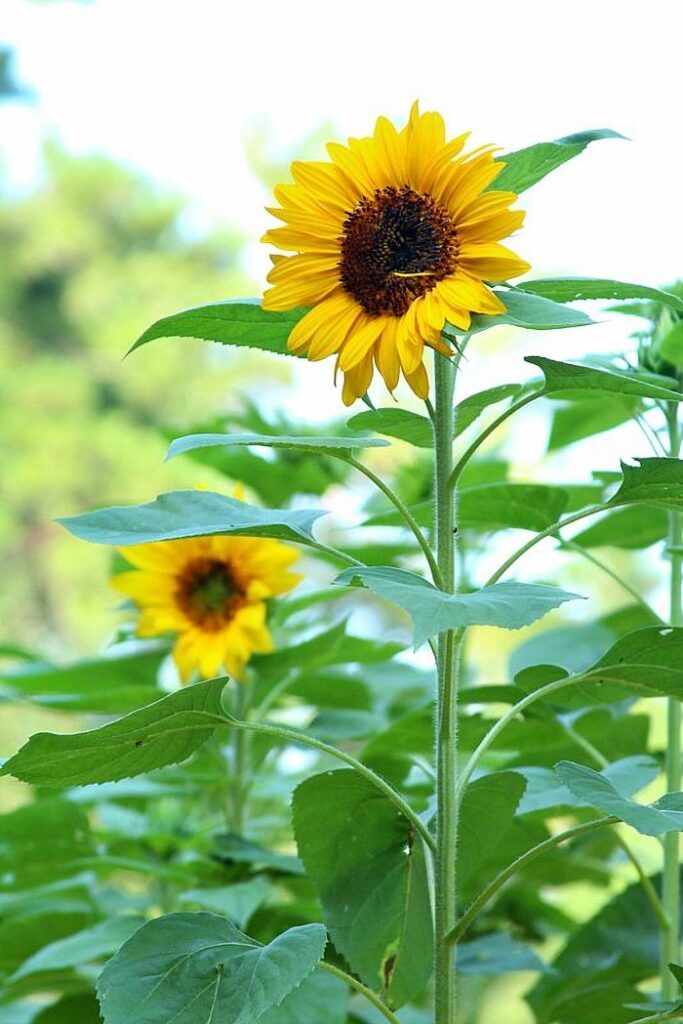 sunflower tips